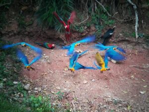 Macaw clay and Sandoval Lake in Amazon (Super Deal) 4 Days 4 Tambopata-research-center-19
