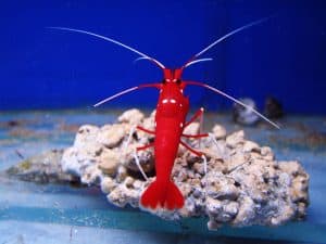 blood shrimp