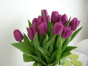 Tulpen / Foto: Larissa Vassilian