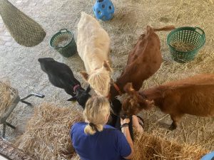 Glatthaarziege, Ziegen, Streichelzoo, Tiererlebnis, Wellnesshof RaJa, kindgerechter Besuch, ländliche Tierhaltung, Bauernhof, Naturerlebnis, landwirtschaftliche Tierhaltung.