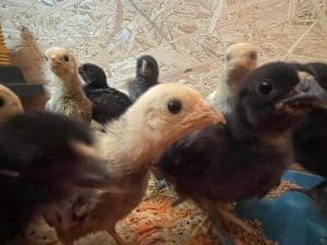 Niedliche Küken in einer Tierhaltung auf dem Wellnesshof RaJa, ideal für Familien und Tierliebhaber, mit Fokus auf nachhaltige Tierhaltung und Natururlaub in Deutschland.