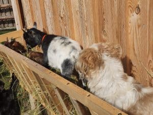 Katzen und Hühner im Tiergehege, Natur setting bei Wellnesshof RaJa, nachhaltige Tierhaltung, Erholung und Naturerlebnis für Gäste, ländliche Atmosphäre, tierlieber Rückzugsort, Natururlaub in Deutschland, Wellness und Tierparadies.