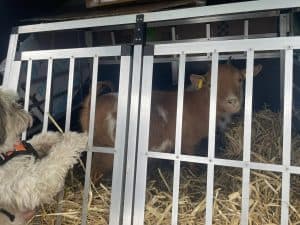 Kleinpferd im Tiergehege auf dem Wellnesshof RaJa, naturnahe Tierhaltung, ländliche Atmosphäre, Tierbegegnung, Pferdefreundschaft, ruhige Tierhaltung, ländlicher Betrieb, Nachhaltigkeit in der Tierhaltung, Tiererlebnis, ländliche Idylle.
