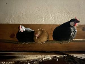 Hühner auf einem Holzregal im Wellnesshof RaJa, Naturerlebnis und ländliche Idylle, nachhaltige Tierhaltung, ruhige und naturnahe Umgebung, ideal für Entspannung und wellnessorientierten Urlaub.