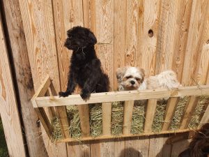 Hunde in einem Gehege auf dem Wellnesshof RaJa, liebevoll gehalten und umgeben von Natur.
