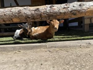 Entspannende Tiererlebnisse auf dem Wellnesshof RaJa, inklusive Ziegen in natürlicher Umgebung.