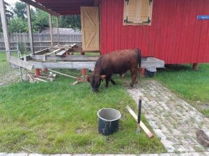 Weißes, cross-fade-animated Foto, das ein junges schwarzes Rind zeigt, das auf sauberer Wiese neben einem roten Gutshof mit Weide und Holzfenster grast.