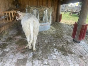 - Ein weißes Fohlen steht in einem Holzstall mit Heunapfiffen und Besen, umgeben von einer ländlichen Tierhaltung.
