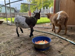 Rufzeichnung für das Bild von Ziegen auf dem Wellnesshof RaJa mit Blick auf die Tierhaltung und tiergestützte Erlebnisse, passend für Natur- und Tierliebhaber.