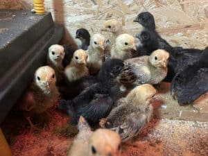Hühner im naturnahen Tierhof auf dem Wellnesshof RaJa, nachhaltige Tierhaltung und Bio-Hühnermast, nahe Natur und Erholung in einer familienfreundlichen Umgebung.