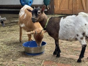 Sauberes Ziegengehege auf dem Wellnesshof RaJa, mit tierfreundlicher Umgebung und idyllischem Bauernhof-Charme, ideal für Familien und Tierliebhaber.