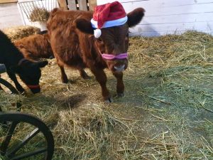 Hirsch geburtstag. Hund mit Weihnachtsmannmütze in einem Tierstall. Haustiere und Tiererlebnis im Wellnesshof RaJa, Bio-Hof mit Tieren, Naturerholung und farmfrische Erfahrung.