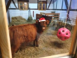 Kuh mit Weihnachtsmütze im Streichelgehege, ländliche Tierhaltung, Bauernhof, Tiererlebnis, nachhaltige Landwirtschaft, Wellnesshof RaJa, Familienurlaub mit Tieren, Naturerlebnis, ländliche Idylle, Tierfreunde.