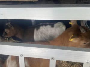 Entzückende Ziegen im Wellnesshof RaJa, die tiergestützte Entspannung und Naturerlebnisse im ländlichen Ambiente genießen. Ideal für Wellness, Erholung und nachhaltige Tierhaltung in der Region.