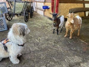 Hund betrachtet Ziegen im Bauernhof, ländliche Tiererfahrung, tiergestützte Aktivitäten, Ferien auf dem Bauernhof, Wellnesshof RaJa, Natururlaub mit Tieren, familienfreundliche Tiererlebnisse, nachhaltiger Bauernhofurlaub, tierische Begegnungen in Deutschland.