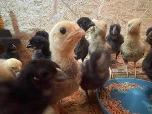 Hühner und Küken in einem nachhaltigen Bauernhof, lebendiges Tierwohl, artgerechte Haltung und ökologische Landwirtschaft, Naturerlebnis für Familien, ländliche Idylle, Tierfreunde, Bio-Hof, Freilandhaltung, ökologischer Landbau, Öko-Hof.