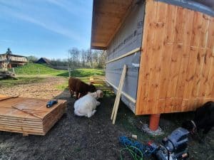 Neues Holzgebäude im Bau, Workshop für nachhaltigen Hausbau, ruhige ländliche Umgebung, Tiergehege im Hintergrund, handwerkliche Arbeit und Bauarbeiten im Freien.