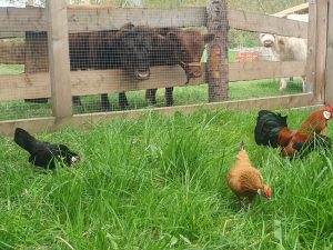 Hühner und Ziegen auf dem Wellnesshof RaJa, Naturerlebnis und tiergestützte Aktivitäten, ländliche Idylle, nachhaltige Tierhaltung, Erholung in der Natur.