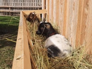 Hühner und Ziegen beim Freilauf im Tiergehege, umgeben von Natur, ideal für Tierliebhaber und nachhaltige Landwirtschaft.