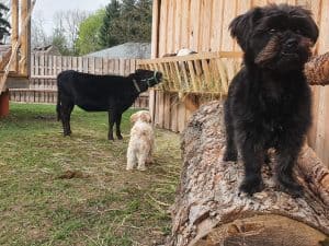Natürliche Tierhaltung auf dem Wellnesshof RaJa mit Hunden, Ziegen und Schweinen in ländlicher Umgebung.