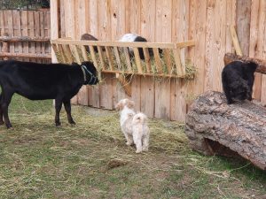 Hunde und Kaninchen im Tiergehege auf dem Wellnesshof RaJa, naturnahe Tierhaltung, Erholung für Familien, ländliches Tiererlebnis, nachhaltiger Urlaub, Natur erleben mit Haustieren.