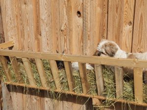 Entenküken im Holzgehege auf dem Wellnesshof RaJa, ländlicher Charme, Naturerlebnis, Tiergehege für Enten, Natururlaub, nachhaltige Landwirtschaft, Familienfreundlich, Tierisch entspannen.