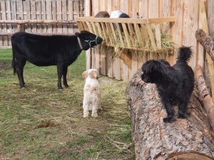 Katzen und Hunde beim Fressen auf dem Wellnesshof RaJa, naturnahes Tier- und Wellnesserlebnis, ideal für Tierliebhaber und Familien.