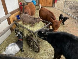 Osenfreie Tierhaltung auf dem Wellnesshof RaJa, mit glücklichen Ziegen, Schafen und Hunden in naturnaher Umgebung.