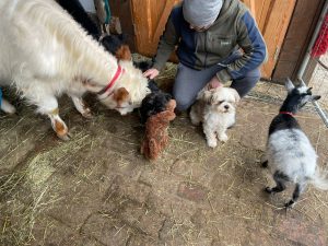 Hunde und Ziegen beim Füttern auf dem Wellnesshof RaJa, ländliche Tierhaltung, naturverbundenes Erlebnis, familienfreundliche Tierwelt, nachhaltige Landwirtschaft, Entspannung im Grünen.