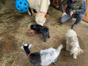 Hunde und Ziegen beim Bauernhof-Event im Wellnesshof RaJa, Tierkontakt, Naturerlebnis, Familienaktivitäten, Urlaub auf dem Bauernhof, tierfreundliches Ferienhaus, Erholung, Natururlaub, Tierliebe, Kinder und Tiere.