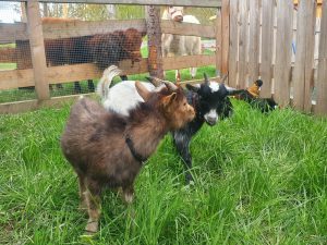 Viehweide mit Ziegen und Schafen auf dem Wellnesshof RaJa, natur, ländlich, tierliebe, nachhaltigkeit, tiergehege, tierwohl, biodiversität, wellnesshof, familiäre Atmosphäre, tierisches Erlebnis.