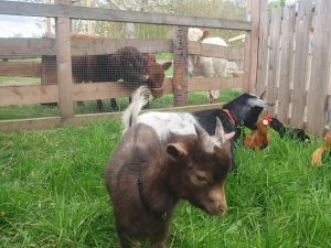 Weide mit Ziegen und Hühnern auf dem Wellnesshof RaJa in ruhiger ländlicher Umgebung. Naturhotel mit tierischer Nähe, ideal für einen entspannten Wellnessurlaub mit Tiererlebnis.