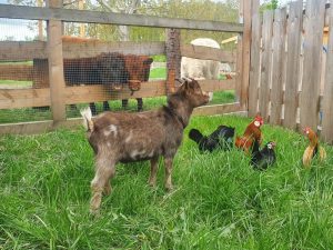 Hof Tieren bei Wellnesshof RaJa, nachhaltige Tierhaltung, ländliche Idylle, tierfreundliches Ferienerlebnis, Bauernhof Wellness, Familienurlaub mit Tieren, ruhige Natur, Tierliebe, Bauernhofurlaub, ökologische Landwirtschaft.