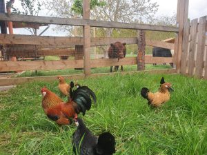 Freilaufende Hühner und ein Bär-Zeichnung im Tiergehege des Wellnesshof RaJa, ländliche Tierhaltung, Naturerlebnis, Tierfreunde, nachhaltiger Bauernhof.