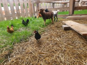 Freilaufender Hühnervogel- und Ziege-Hofhaltung auf dem Wellnesshof RaJa in einer ländlichen Umgebung.