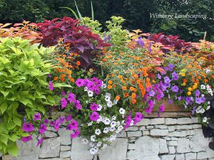 Read more about the article Potted To Perfection