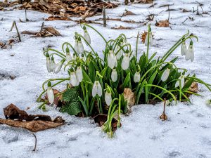 Read more about the article Snow and Early Spring Bulbs