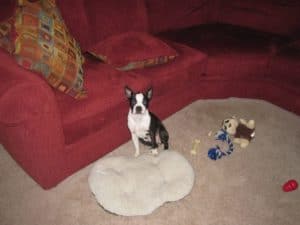 Are Boston Terriers Good Apartment Dogs? Your Guide.