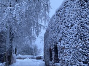 Buchenhecke im Schnee in Monschau-Höfen