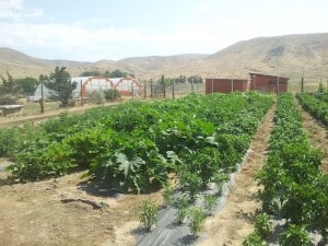 garden rows, via www.www.goodfoodstories.com