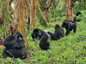 Gorilla trekking in Bwindi