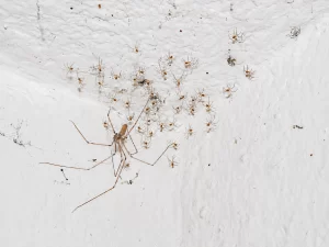 cellar spider with brood