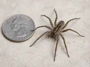 wolf spider