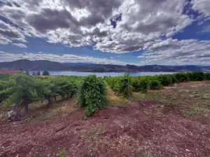 dramatic sky and vineyard in Penticton