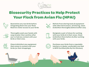 How to Disinfect Shoes from Bird Flu