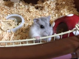 looking-hamster