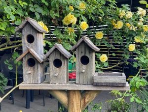 How to Attract Birds to Wooded Yard