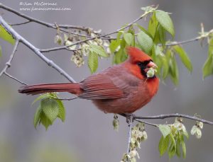 How is a Bird Eating Fruit an Example of Mutualism