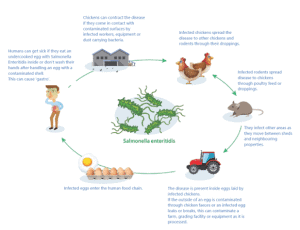 Can Humans Get Salmonella from Birds