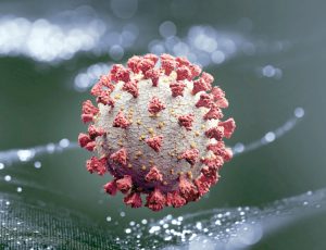 Coronavirus